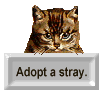 Adopt a Stray