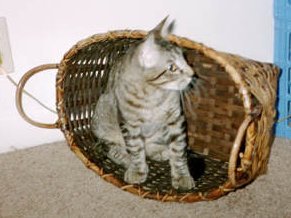 Patches hiding in a basket