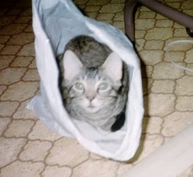 Patches hiding in a sack